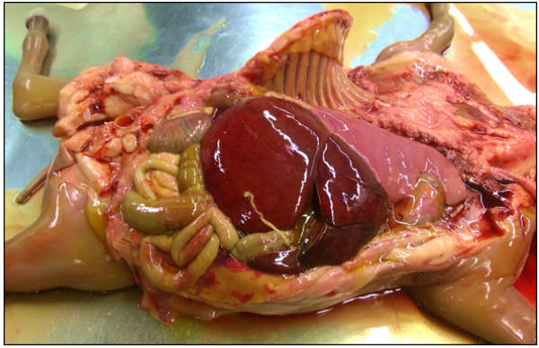 Figure 1. Aborted equine foal with icterus, subcutaneous edema, fibrinous abdominal effusion and thoracic effusion.