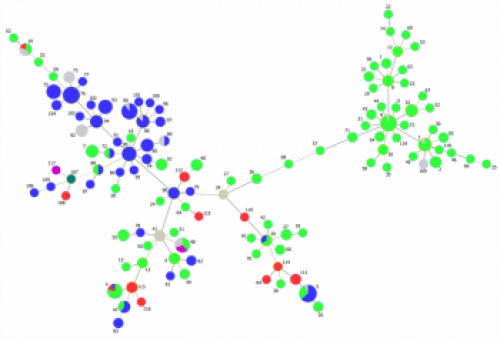 Figure 1.  The full MLST location image is a complete minimum spanning tree of all the isolates, with node colours representing continents (Europe - Green; Australia - Blue; North America - Red; Asia - Purple; South America - Teal; NA - Grey).  Ontario isolates belongs to ST4, ST110, ST111, ST112, ST113, ST114, ST115, and ST116.  Courtesy of D. Bogema, Elizabeth Macarthur Agricultural Institute, NSW.  