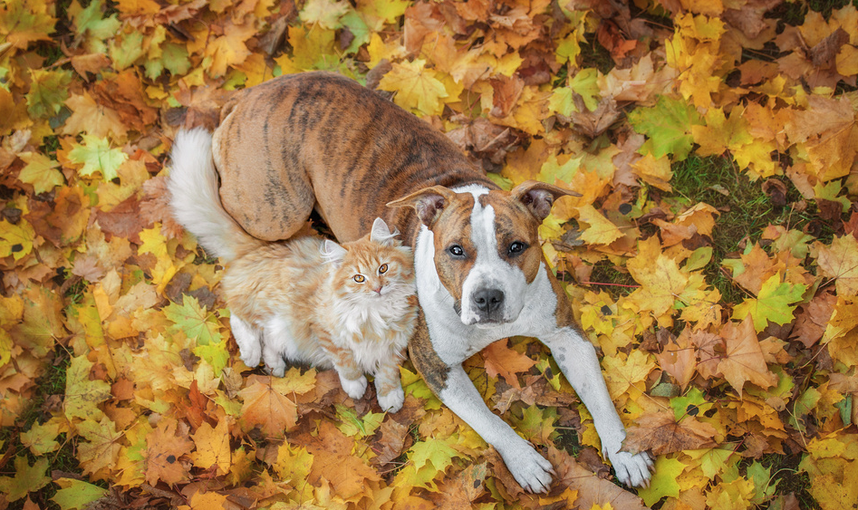 Dog and cat looking up from bed of fall leaves