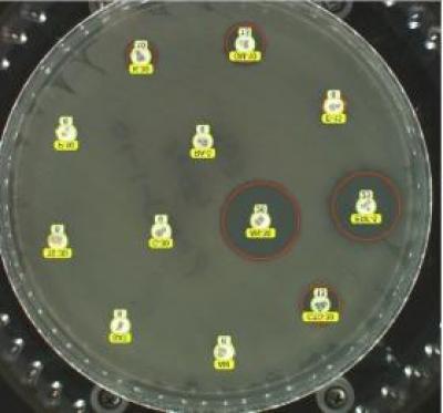 Fig. 1.  Disk diffusion plate demonstrating disks impregnated with antibiotics placed on an agar plate with the bacterial species of interest.  Note the red circles highlighting the zones of inhibited bacterial growth.