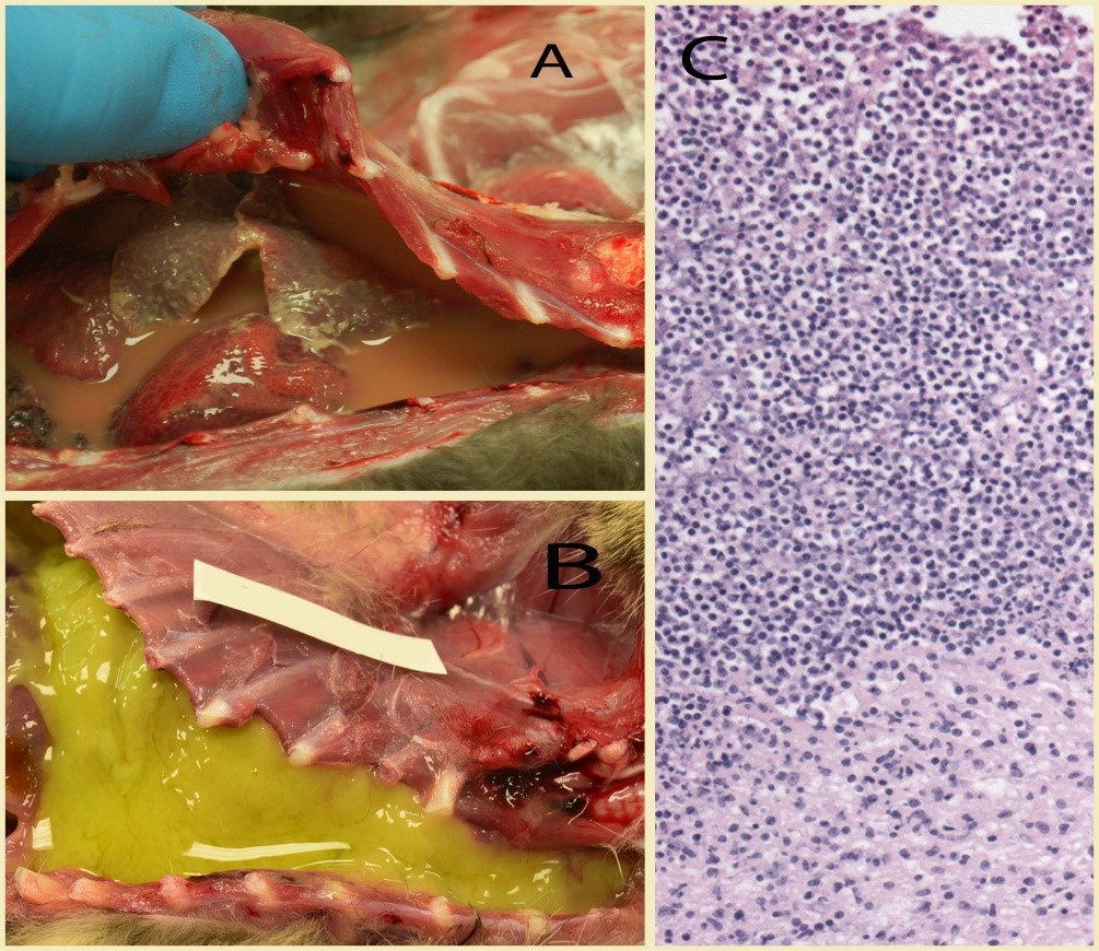 - (2+) in a 12-month-old cat. C. Histology from B, showing large outpouring of neutrophils overlying pleural surface. (H&E