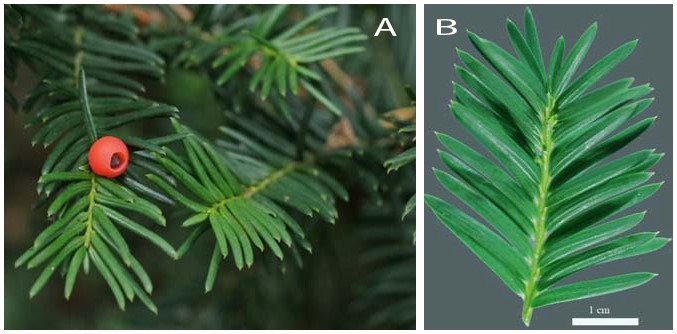 Figure 1.  Taxus spp. (yew) showing typical evergreen leaves and red fleshy fruit (A).  Note the fine point at the tip of the needle-like leaves (B). 