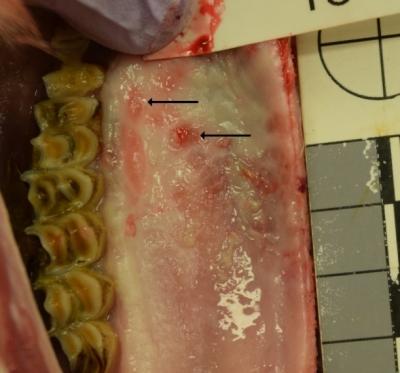 Figure 1.  Multifocal ulceration (arrows) of the mucosa of the hard palate, case 1.