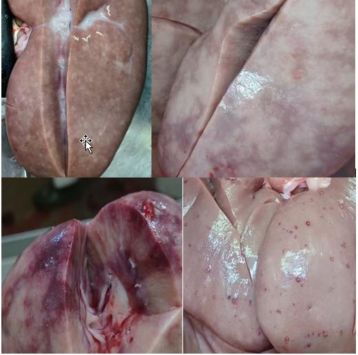 Figure 1. Various gross presentations of kidneys from finisher pigs with renal leptospirosis.