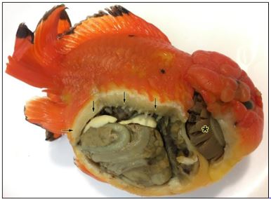 Figure 1 formalin fixed pet fish for histopathology