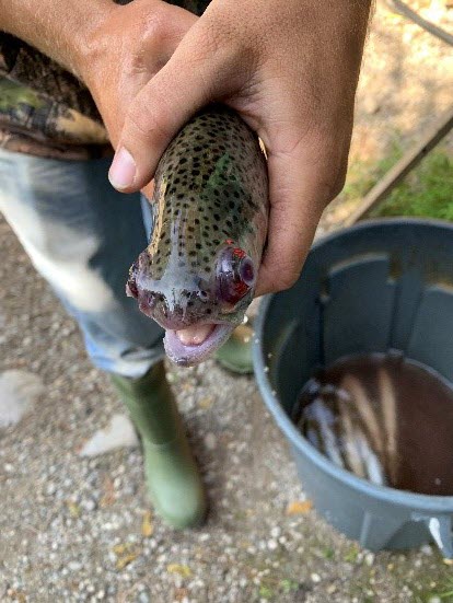 Figure 2.  Rainbow trout exhibiting prominent bilateral exophthalmos which was particularly common during peak mortalities when water temperature exceeded 20°C.  Courtesy of Véronique LePage.