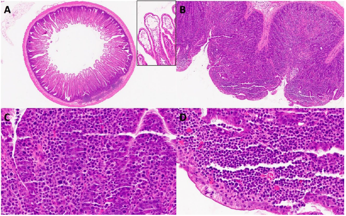 Figure 1. Histological findings in a 2-year-old African pygmy hedgehog with intestinal T-cell lymphoma. A. Intestine. Villus tips contain prominent dilated lacteals that contain fine flocculent proteinaceous fluid (inset). H&E stain. B. Intestine. There is diffuse neoplastic lymphocyte infiltration of the lamina propria that fills and obscures the villus outlines. H&E stain. C and D. Intestine. Neoplastic lymphocytes extend into the surface mucosal layer forming jumbled clusters while lamina propria is also expanded by the same neoplastic lymphocytes. H&E stain. 