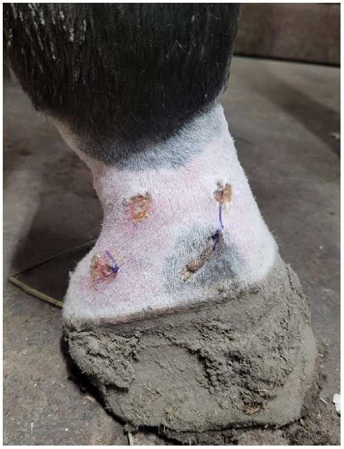 Figure 1. Multifocal erosive to ulcerative pastern dermatitis, mainly involving non-pigmented skin. Note that biopsies were taken at the margin of lesions to include both affected and surrounding unaffected skin, as indicated by suture placement.