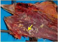  The laryngeal opening is occluded by fibrinous exudate (arrow). There are plaques of fibrinous exudate on the oropharyngeal and esophageal mucosa. This chicken was extreme respiratory distress.