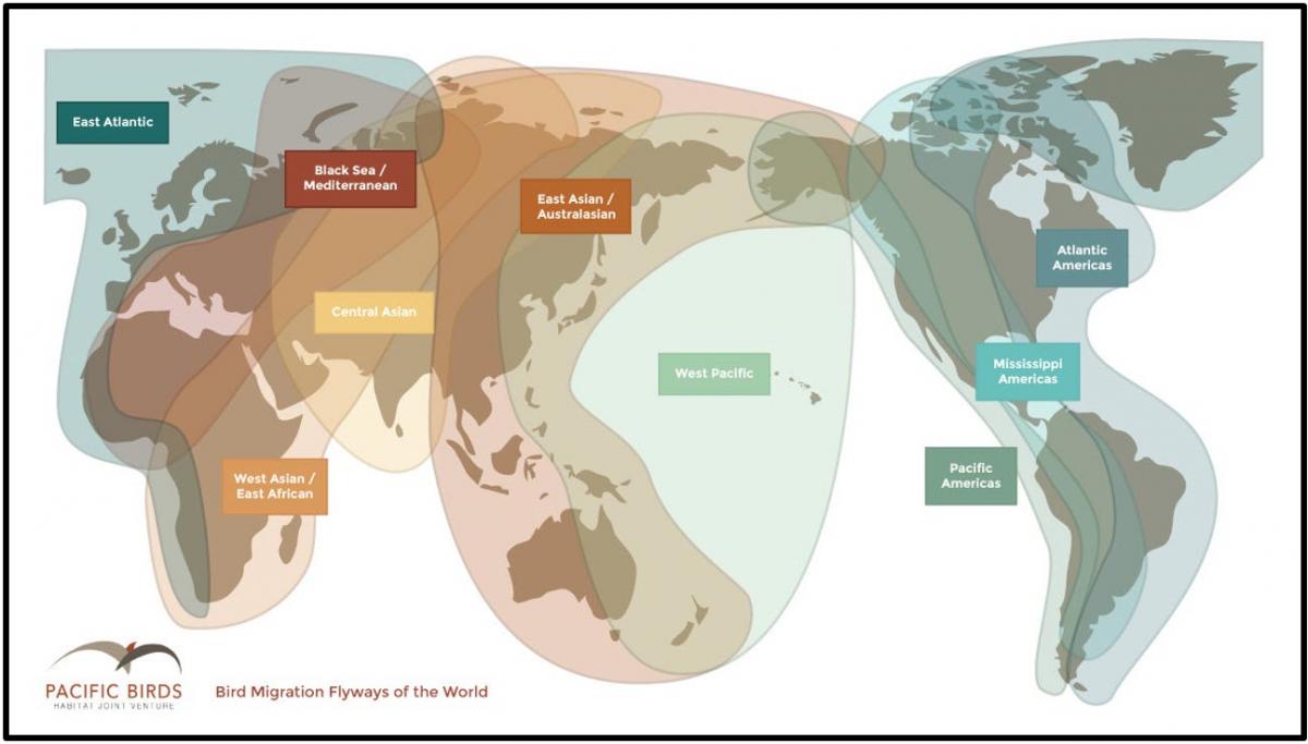 Wild bird migration and the movement of Avian Influenza virus Animal