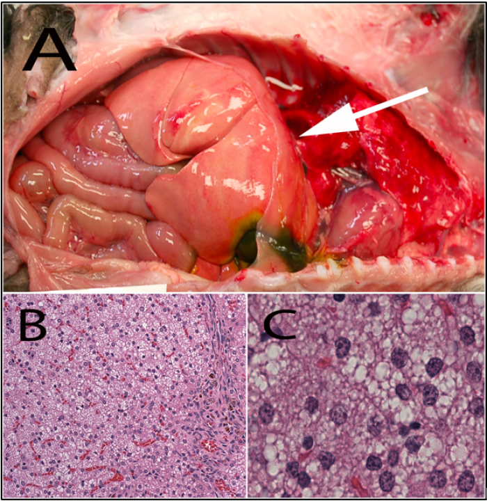 Figure 1. A. Hepatic lipidosis (arrow) in a toy breed dog.  The liver is tan, greasy, and will often float in water or formalin.  B and C are histologic sections showing hepatocellular microvesicular lipidosis. (H&E)