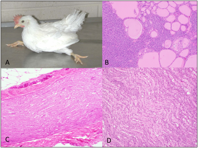 Figure 1. Clinical presentation and histologic lesions of MDV. (Photos B, C, D by E. Martin, H&E stain.)