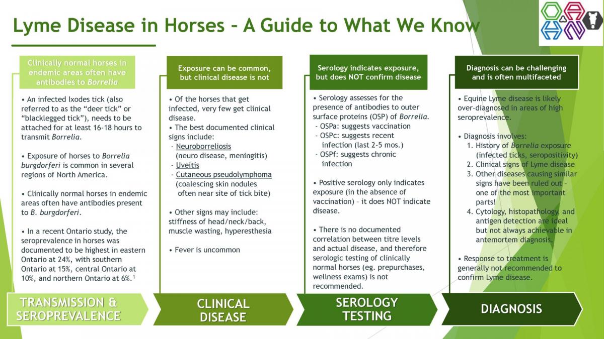 Lyme Disease in Horses Infographic
