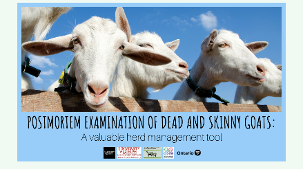 PM examination of dead and skinny goats infographic