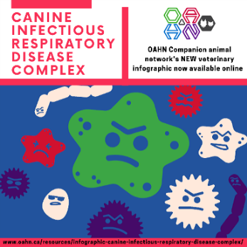 Canine Infectious reespiratory disease complex icon