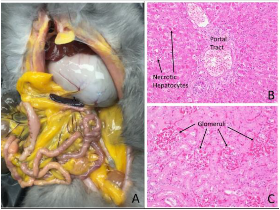 Figure 1. Postmortem changes and histologic lesions of RHD. (Photo A courtesy of Dr. Jamie McGill Worsley; Photos B and C by Dr. Emily Martin)