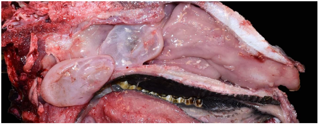 Figure 1.  Pale pink edematous tissue filling and occluding the left nasal cavity of a ewe.