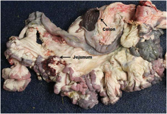  Intestinal tract from a doe diagnosed with C. perfringens type D enterocolitis. Note the opened segments of jejunum and colon with exposed hemorrhagic mucosa. 