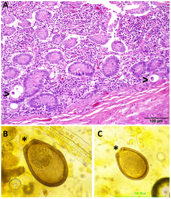 Figure 1. A. Histologic section (20x) of small intestinal mucosa containing eosinophilic inflammation and multiple coccidial organisms surrounded by a prominent parasitophorous vacuole within crypt epithelium (>).  H&E stain.  B, C. Fecal examination using the Cornell-Wisconsin method identified large (up to 110 um by 84 um) pyriform-shaped E-Mac oocysts that exhibit a thick (8.3 to 11.4 um) brown wall and with a micropyle and micropylar cap (*).