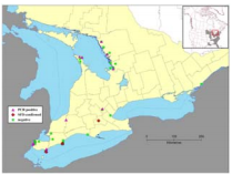 Locations of O. ophiodiicola PCR- and SFD-positive snakes in Ontario in 2012-16. 