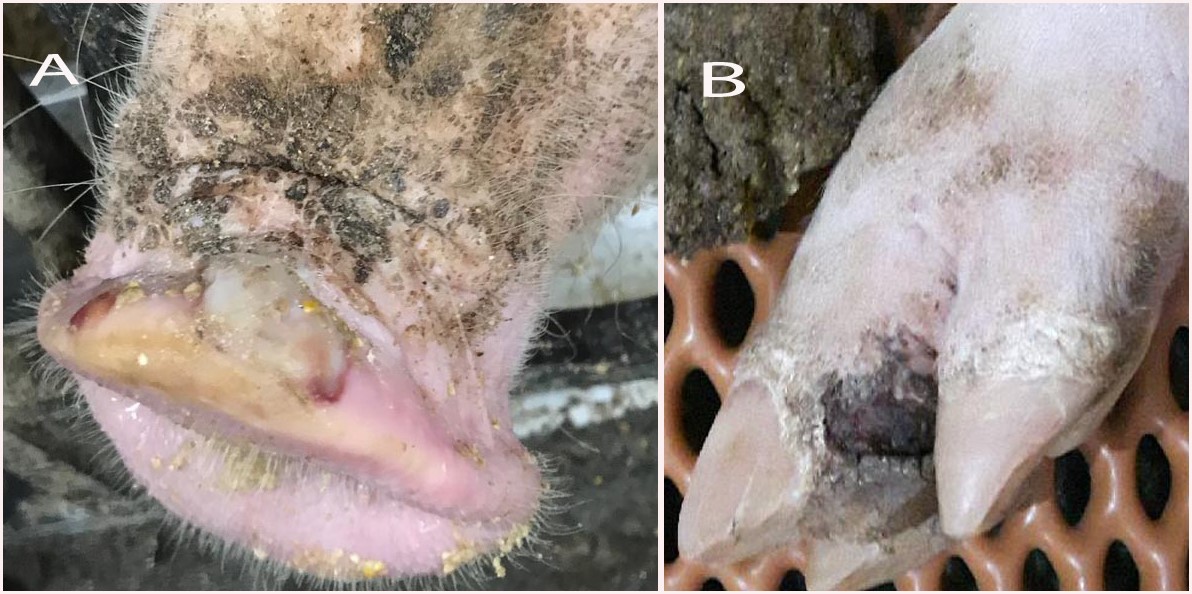 Figures 1A and 1B. Snout (A) and coronary band (B) ulceration in Senecavirus A-infected sows.