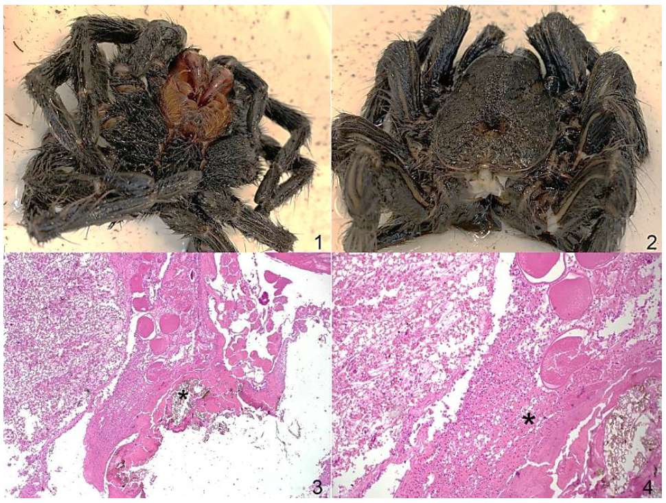 Figure 1. Full body, ventral view, Brazilian salmon pink bird-eating tarantula. Figure 2. Full body, dorsal view, Brazilian salmon pink bird-eating tarantula. Figure 3. Ventral opisthosoma, Brazilian salmon pink bird-eating tarantula. The opisthosoma contains a focal region of defect with eosinophilic material and embedded plant substrate fragments (*). H&E. Figure 4. Ventral opisthosoma, Brazilian salmon pink bird-eating tarantula. Hemocytes are also present within the opisthosomal defect (*), and extend along the lateral margins of the sub-epidermal connective tissue. H&E.