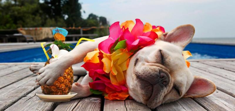 Dog relaxing on dock