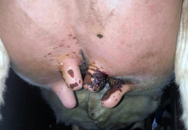 Ulcerative, exudative skin lesions involving multiple teats.