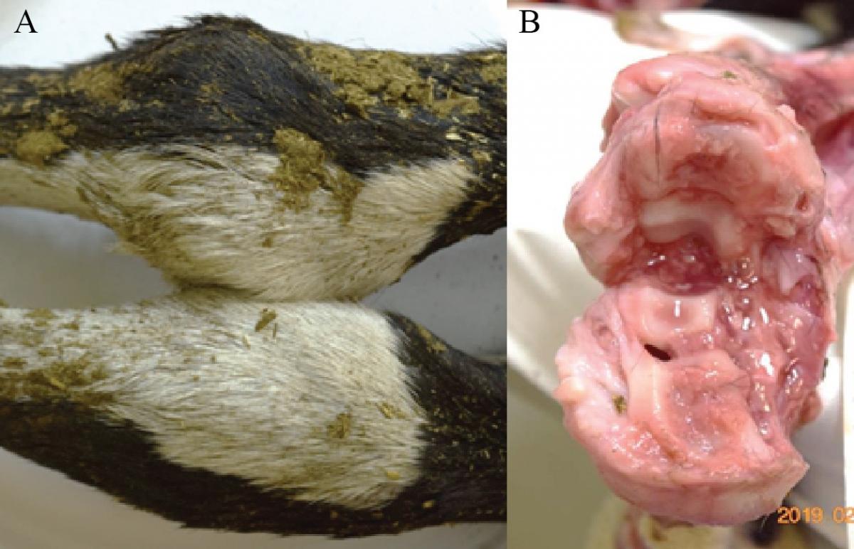Enlarged carpal joint (image A, top leg) with severe arthritis (image B) in a bovine fetus due to Ureaplasma