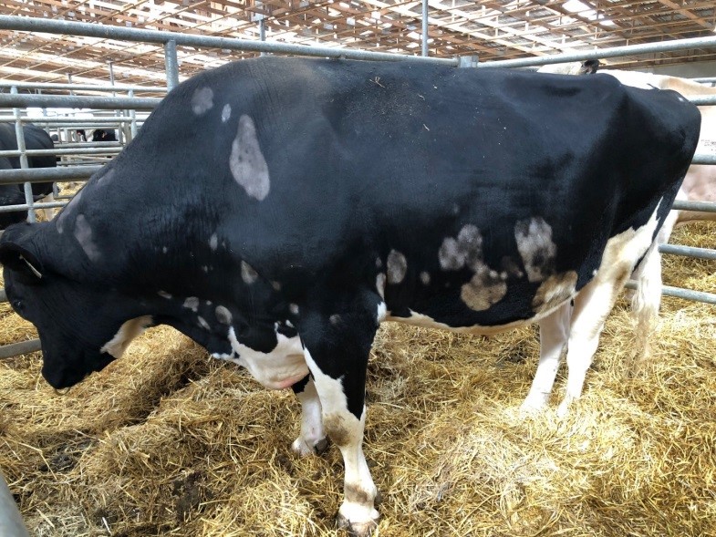 Alopecia areata in a Holstein bull. 