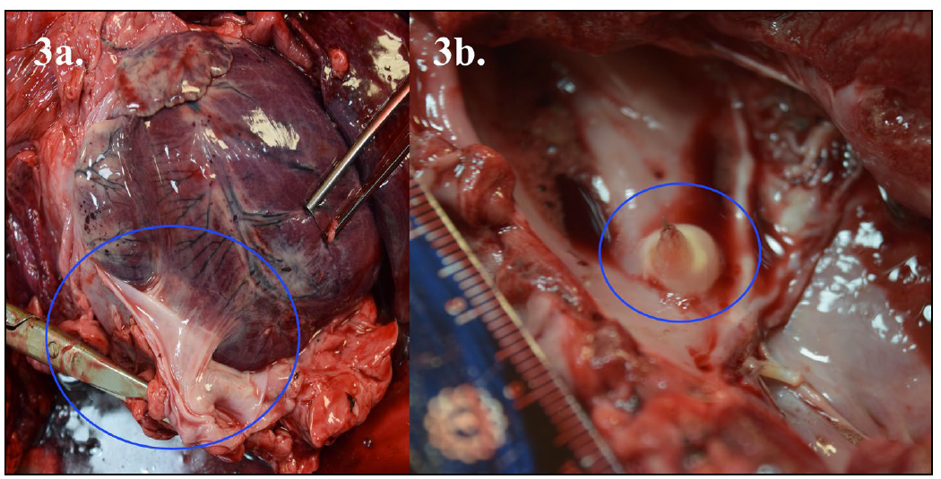 Figure 3. Postmortem of a 17-month-old black bear cub that entered a sanctuary 6 months prior to submission with a history of being quilled by a porcupine. The cub suffered acute death during activity. 3a. A focal region of chronic fibrous pericardial adhesion to the epicardial surface of the heart (blue circle) indicating a possible migration tract. 3b. A migrating porcupine quill (blue circle) penetrating through the left atrium/aortic valve surrounded by a rim of fibrosis. Photo credit to Dr. Rebecca Egan.