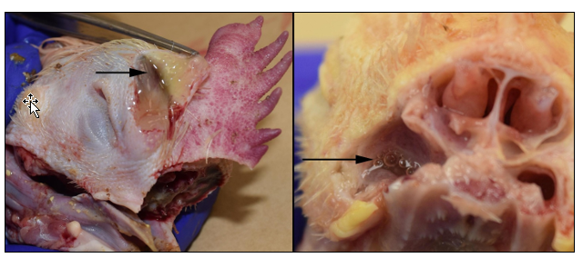 Figure 2.  Avian metapneumovirus infection in chickens often produces marked swelling of the head due to subcutaneous edema (left) and sinusitis with discharge that may be clear, mucoid or turbid (right).