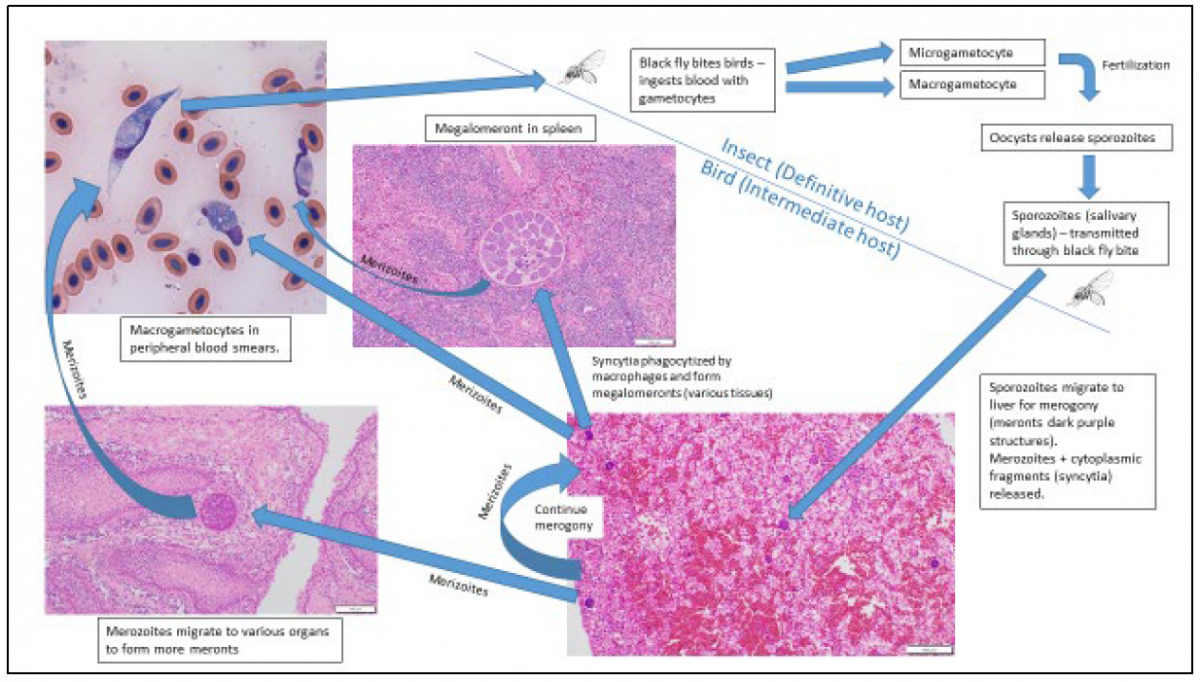 Figure 1.  Life cycle of Leucocytozoon spp.