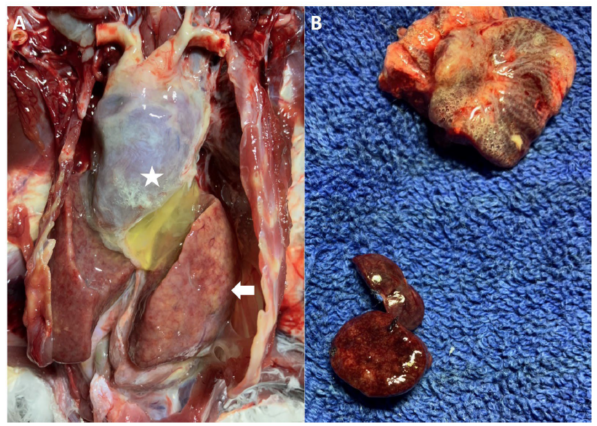Figure 1. Postmortem findings in a 10-year-old male African grey parrot with avian chlamydiosis.  A. In-situ coelomic organs.  Hepatomegaly with rounded lobar margins and pale yellow-tan mottling (arrow). The pericardial sac is thickened, opaque and is filled with light yellow-green gelatinous exudate (star).  B. Lung (top) and spleen (bottom).  Lungs are congested and edematous; spleen is markedly enlarged with mottled and friable parenchyma. 