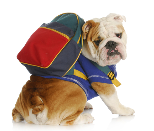 Bulldog with backpack