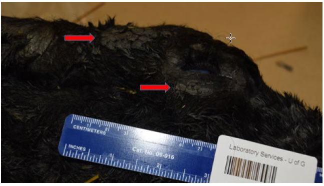 Figure 1. Abundant clumped putty-like debris (keratin) at skin surface over head of bovine neonate (arrows).