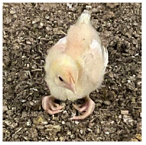 Figure 1. Chick affected with “curled-toe paralysis” due to riboflavin Deficiency (photo courtesy of Dr. Anastasia Navy).
