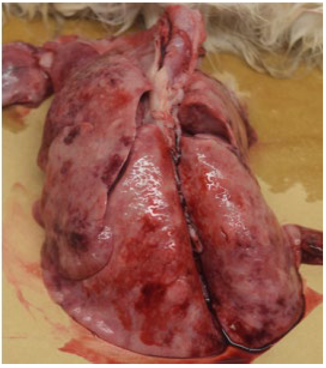 Figure 1.  Gross lesions of M. bovis granulomatous pneumonia in a cat.  Lungs are firm, mottled tan-gray with multiple hemorrhagic foci, and failed to collapse.