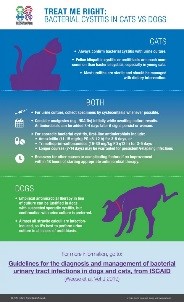 infographic on cat cystitis