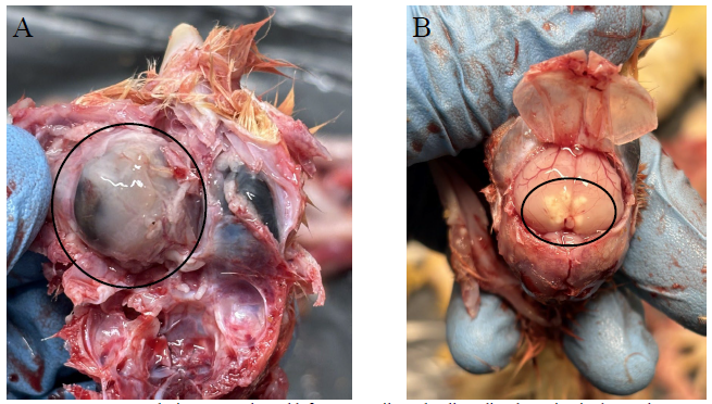  Dr. Hillary Schramm).