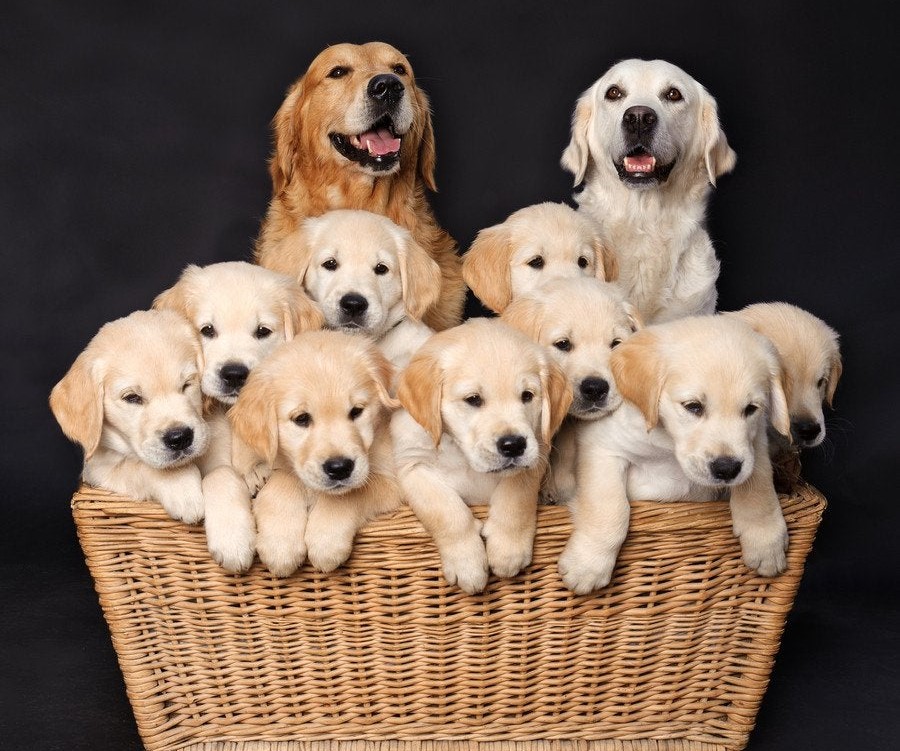 Family of dogs