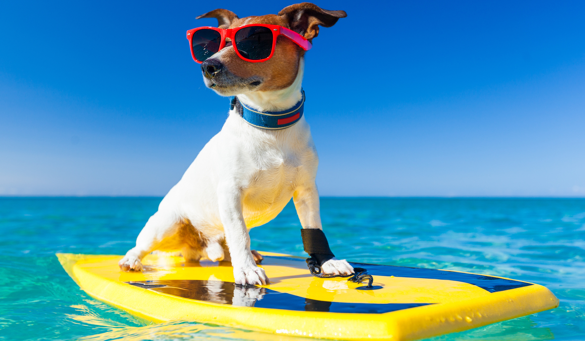 Jack Russell Surfing