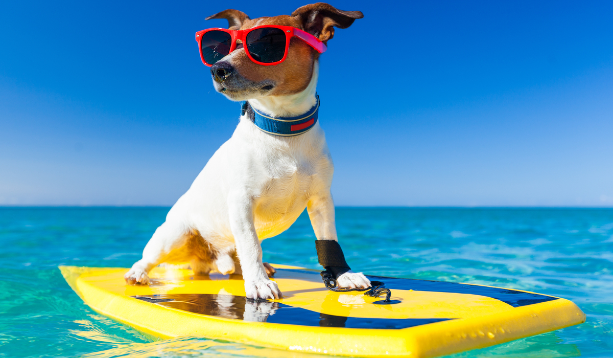 Jack Russell Surfing