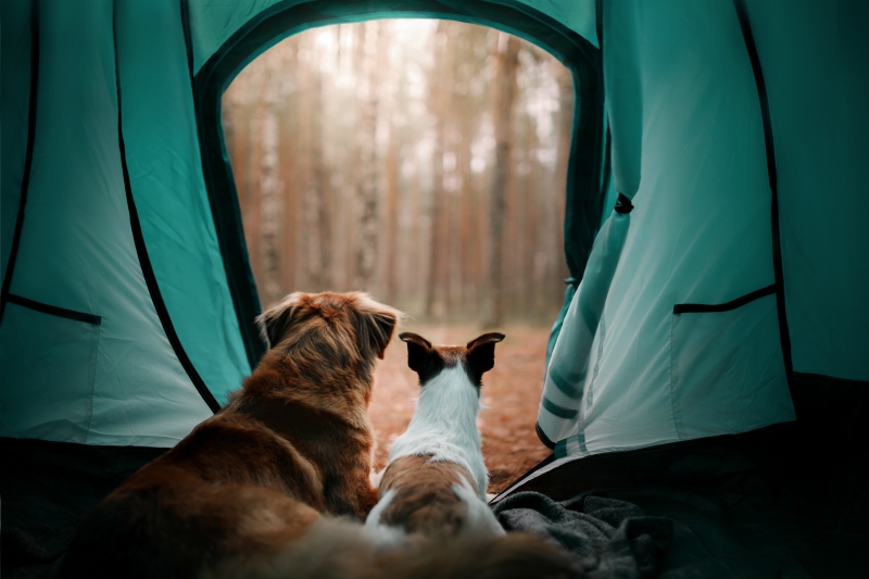 Dogs in tent camping