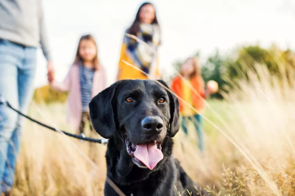 Dog on walk with famly