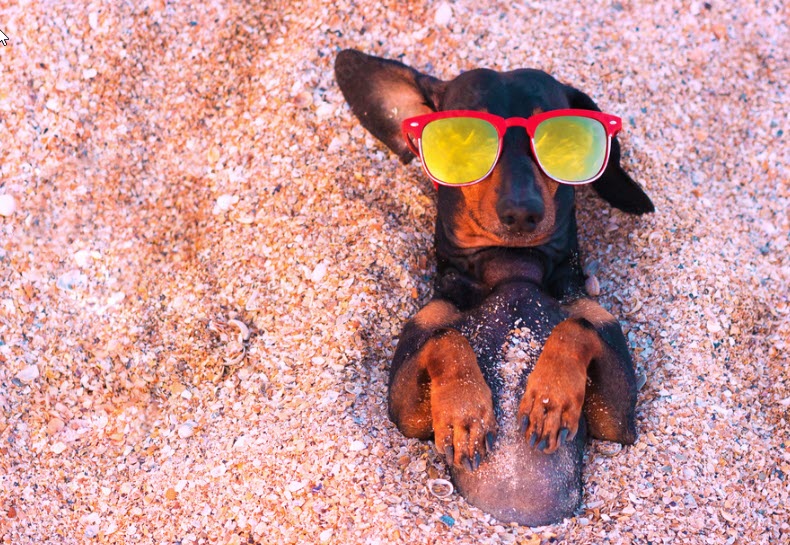 dachsund on beach