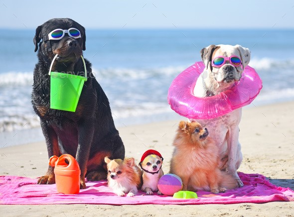 dogs on the beach Stock Photo by cynoclub | PhotoDune