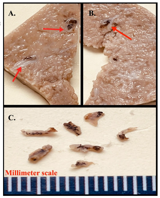 Figures A. & B. Formalin-fixed liver tissue from a 3-year-old ewe. Red arrows indicate bile ducts with periportal fibrosis and black-brown pigmentation. Figure C. Organisms retrieved from bile duct lumens.