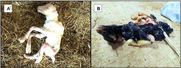 Figure 1. Aborted goat fetuses following CVV infection. 