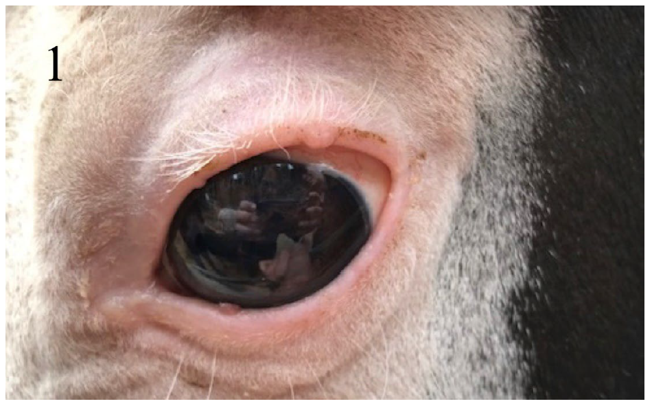 Figure 1. Equine Demodex. Multiple small, raised, tan/pink nodules on the eyelid margins. 